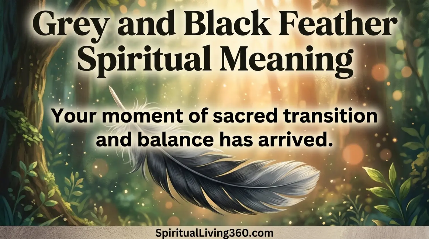 An ethereal painted illustration shows a large grey and black feather floating in a sunlit forest. Bold text at the top identifies the Grey and Black Feather Spiritual Meaning while the center features a statement about transition and balance. The artwork uses a warm, storybook aesthetic with soft sunlight filtering through ancient trees. The website SpiritualLiving360.com is clearly visible at the bottom of the inspirational image.